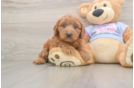 Friendly Cavapoo Baby