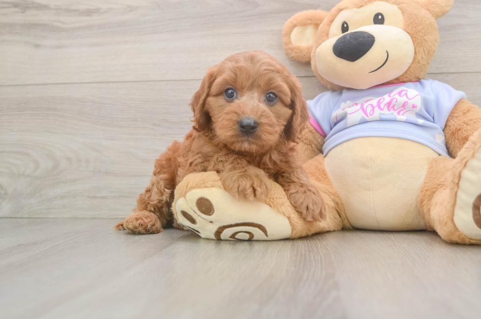 6 week old Cavapoo Puppy For Sale - Premier Pups