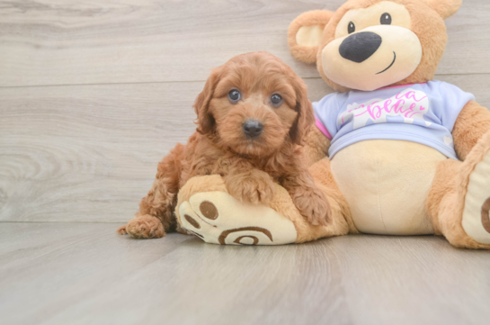 Friendly Cavapoo Baby