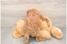 Cavapoo Pup Being Cute
