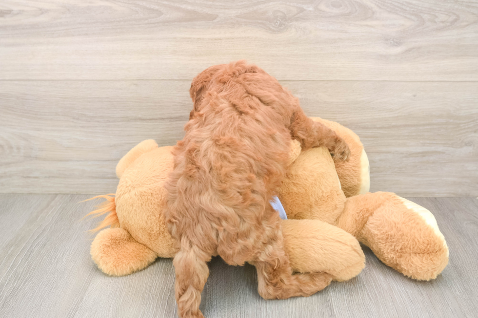 Cavapoo Pup Being Cute