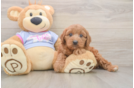 Best Cavapoo Baby