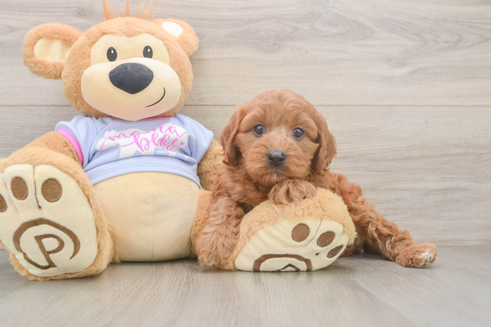 Best Cavapoo Baby