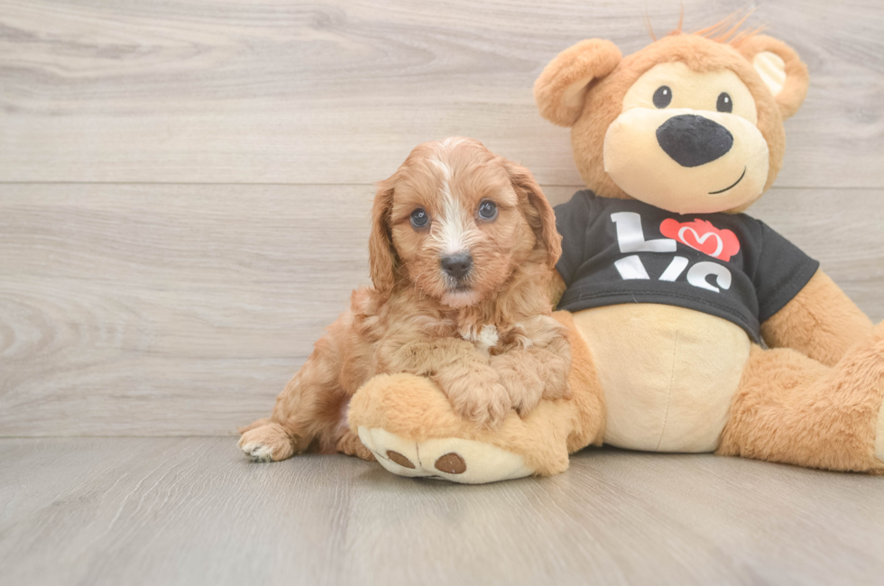 5 week old Cavapoo Puppy For Sale - Premier Pups