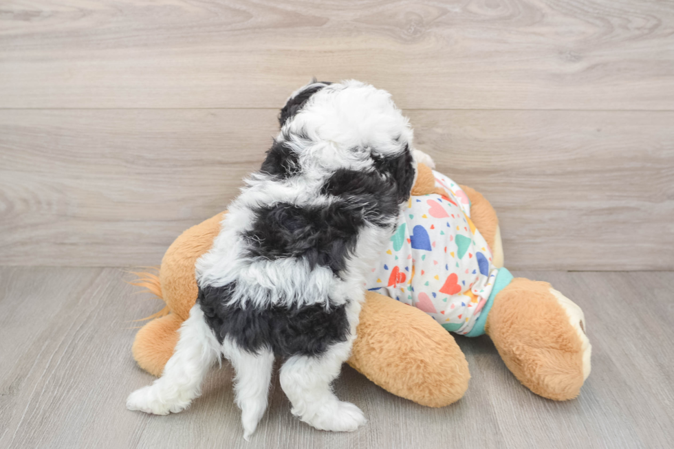 Fluffy Cavapoo Poodle Mix Pup