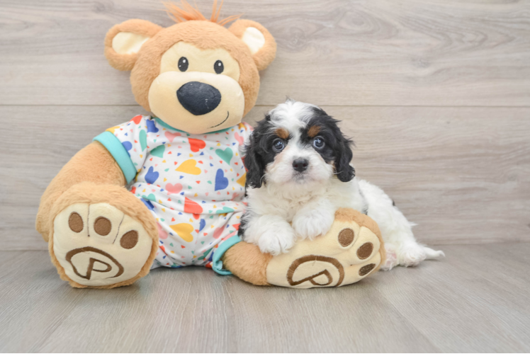 Cavapoo Pup Being Cute
