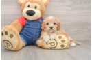 Cavapoo Pup Being Cute