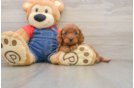 Best Cavapoo Baby