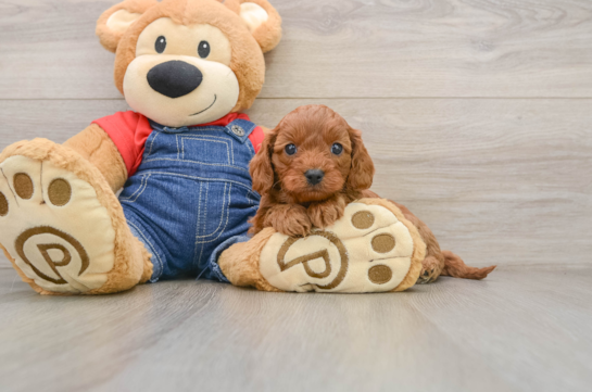 Best Cavapoo Baby