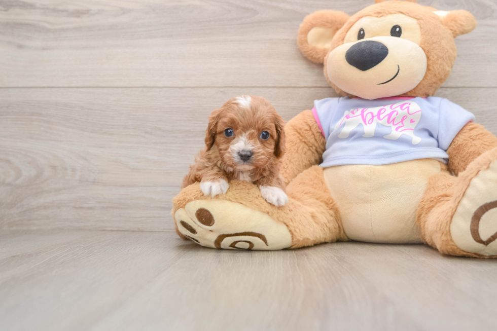 Friendly Cavapoo Baby