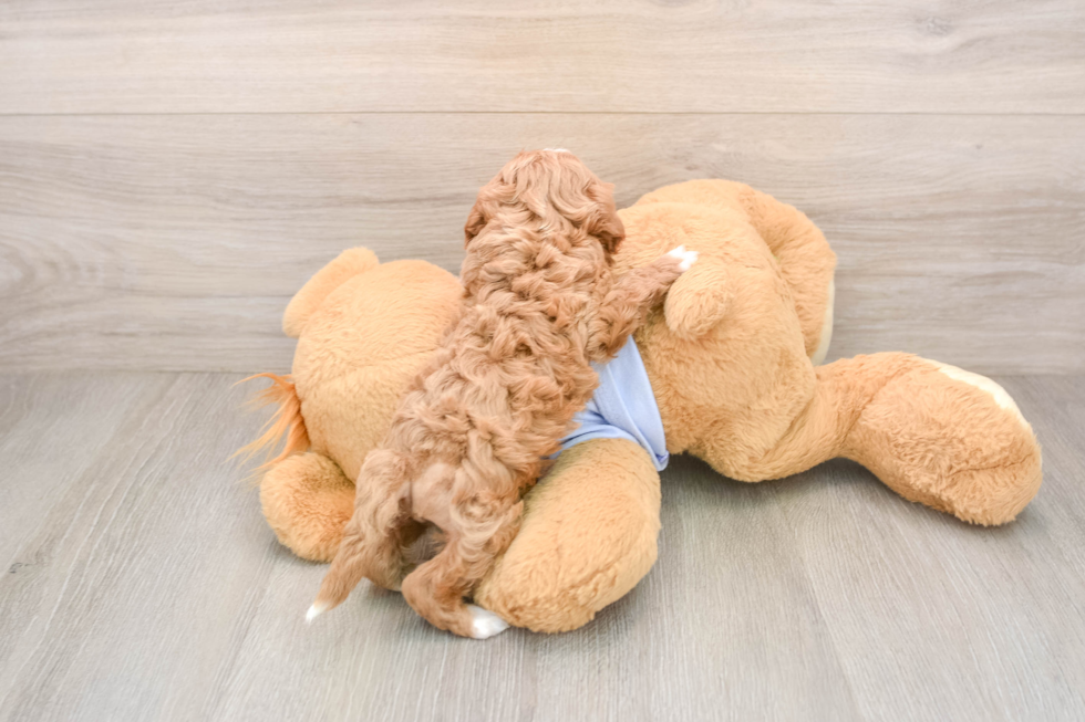 Petite Cavapoo Poodle Mix Pup