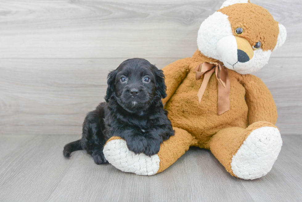 Best Cavapoo Baby