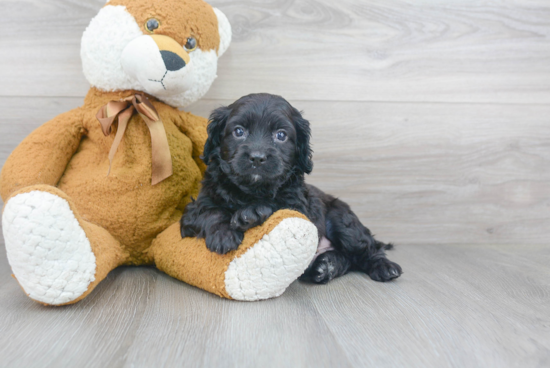 Small Cavapoo Baby