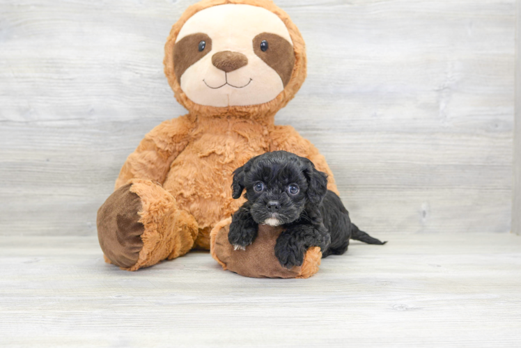 Cute Cavoodle Poodle Mix Puppy
