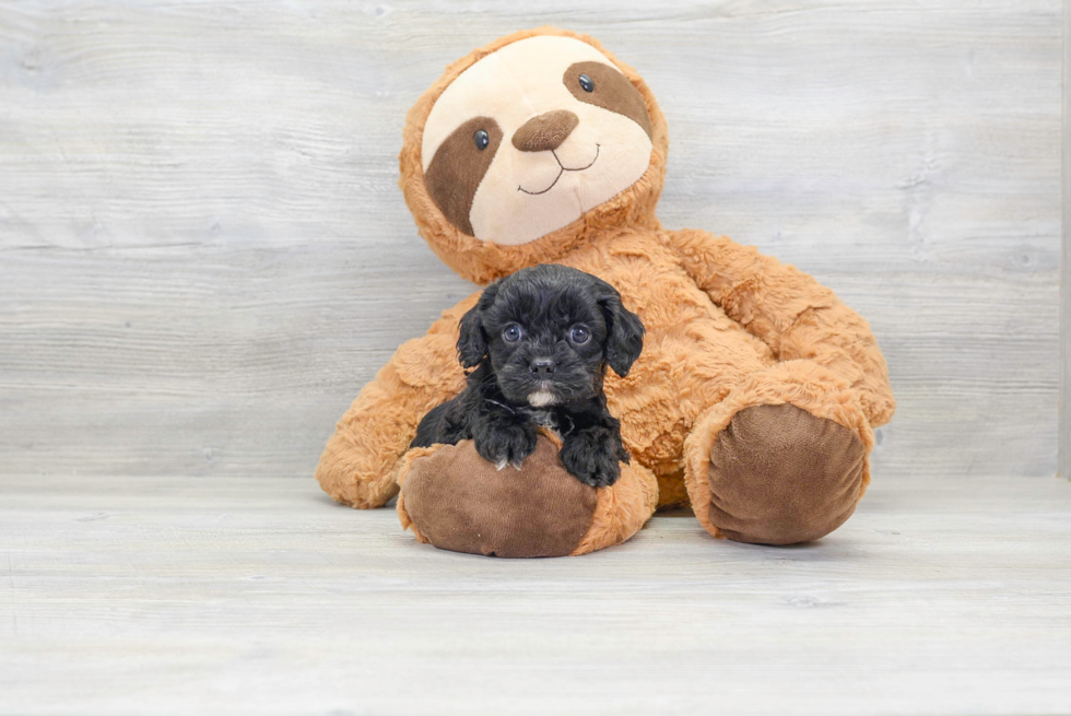 Best Cavapoo Baby