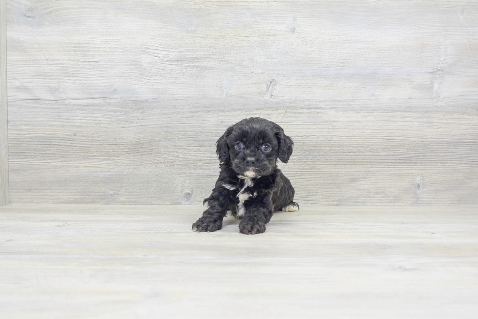 Cavapoo Pup Being Cute