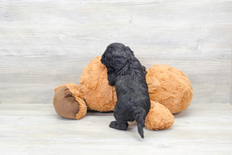 Cavapoo Puppy for Adoption