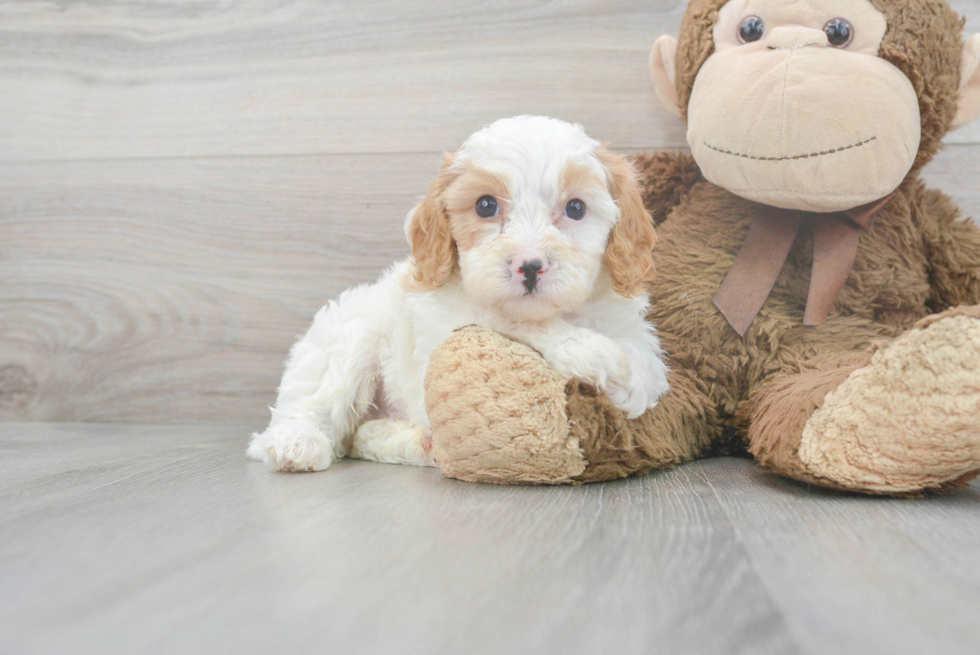 Hypoallergenic Cavoodle Poodle Mix Puppy