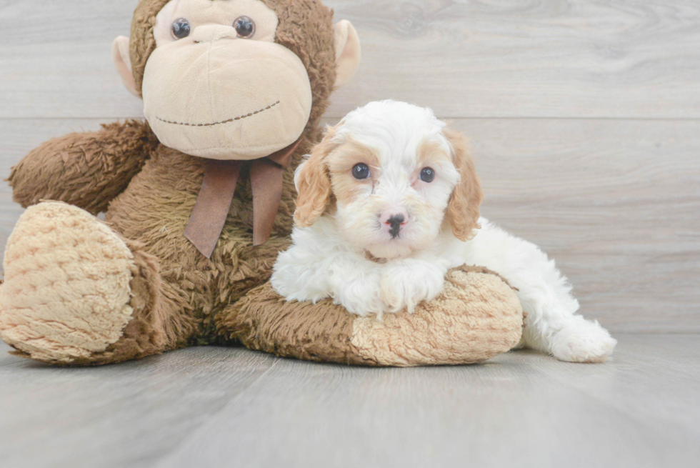 Little Cavoodle Poodle Mix Puppy