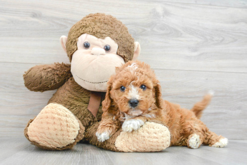 Cavapoo Pup Being Cute