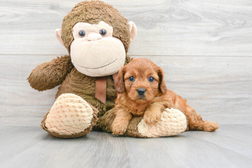 Fluffy Cavapoo Poodle Mix Pup