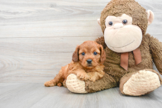 Cavapoo Puppy for Adoption