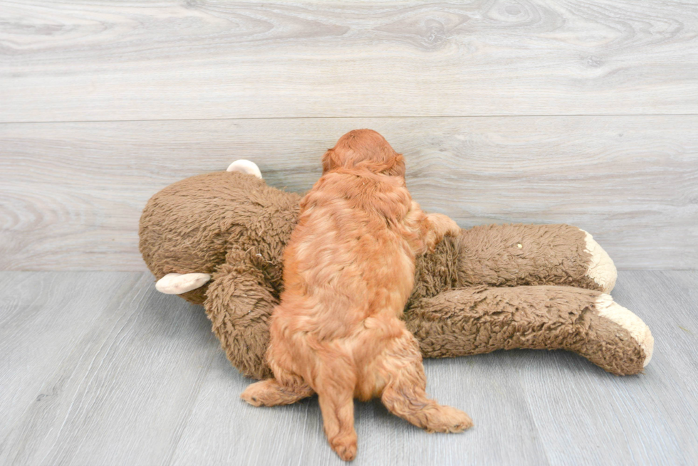 Hypoallergenic Cavoodle Poodle Mix Puppy