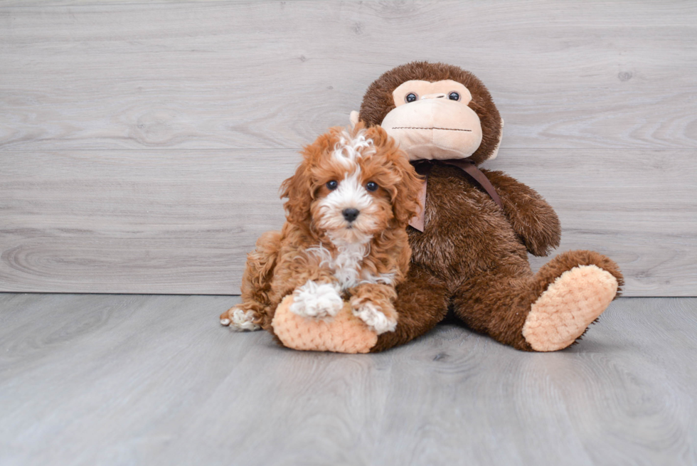 Cavapoo Pup Being Cute