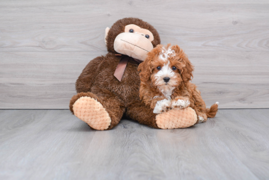 Cavapoo Pup Being Cute