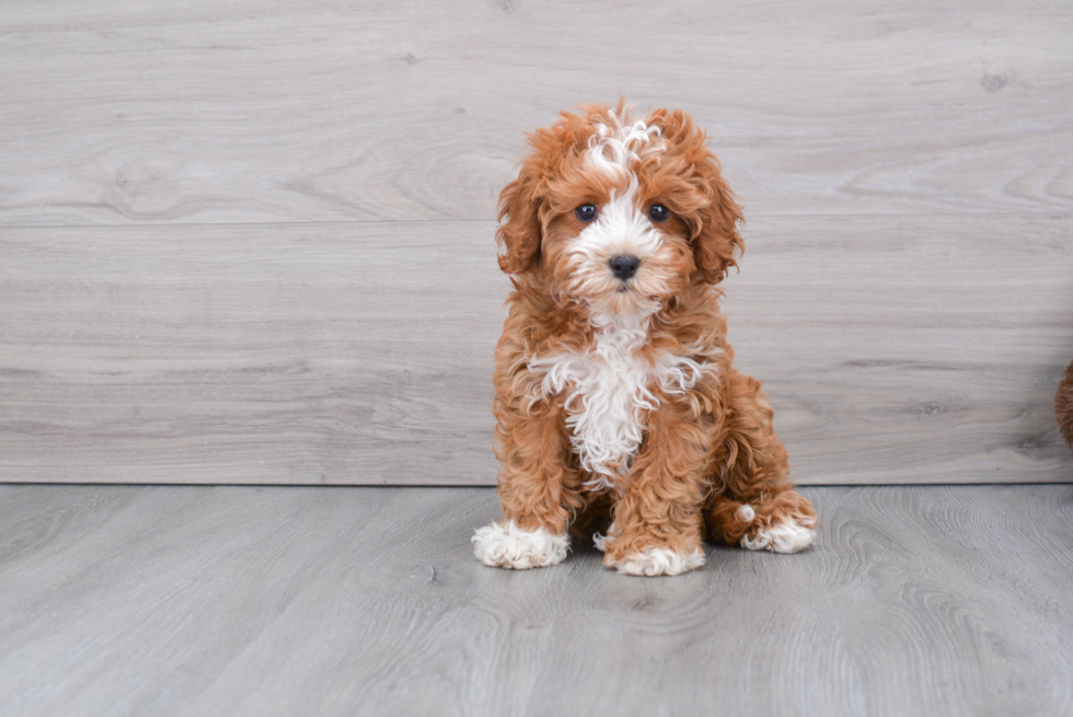 Playful Cavoodle Poodle Mix Puppy