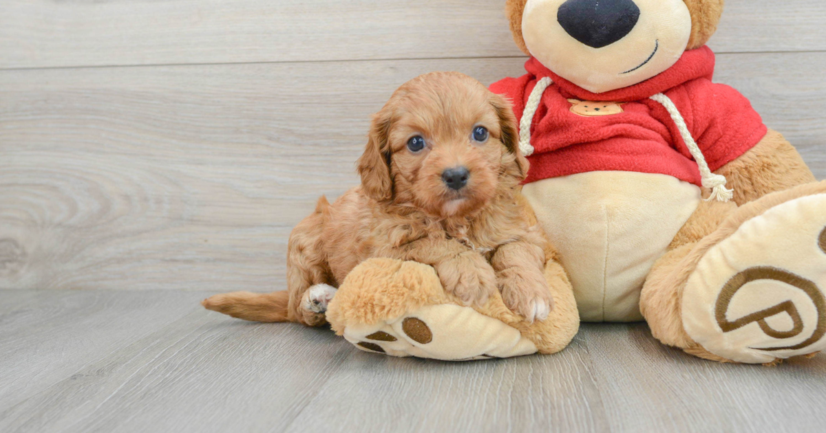 Sweet Cavapoo Callista: 4lb 9oz Doodle Puppy