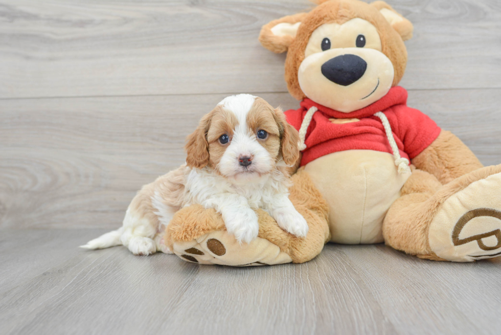 Funny Cavapoo Poodle Mix Pup