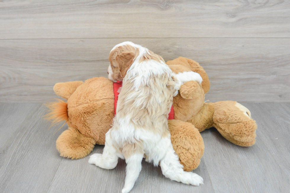 Best Cavapoo Baby