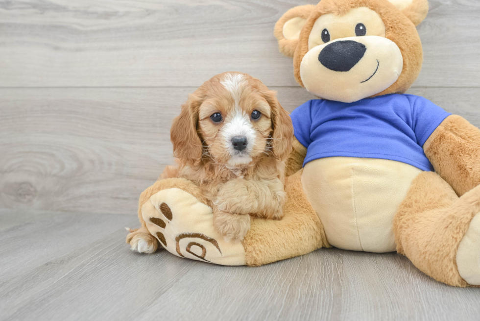 Smart Cavapoo Poodle Mix Pup