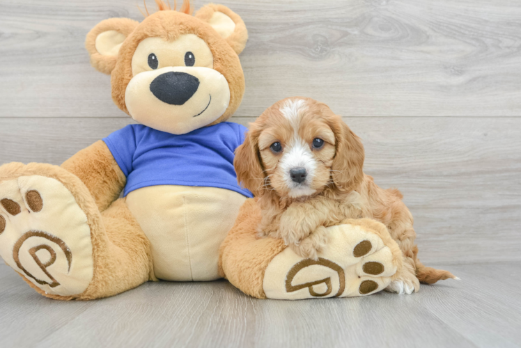 Friendly Cavapoo Baby