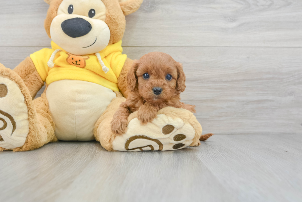 Adorable Cavoodle Poodle Mix Puppy