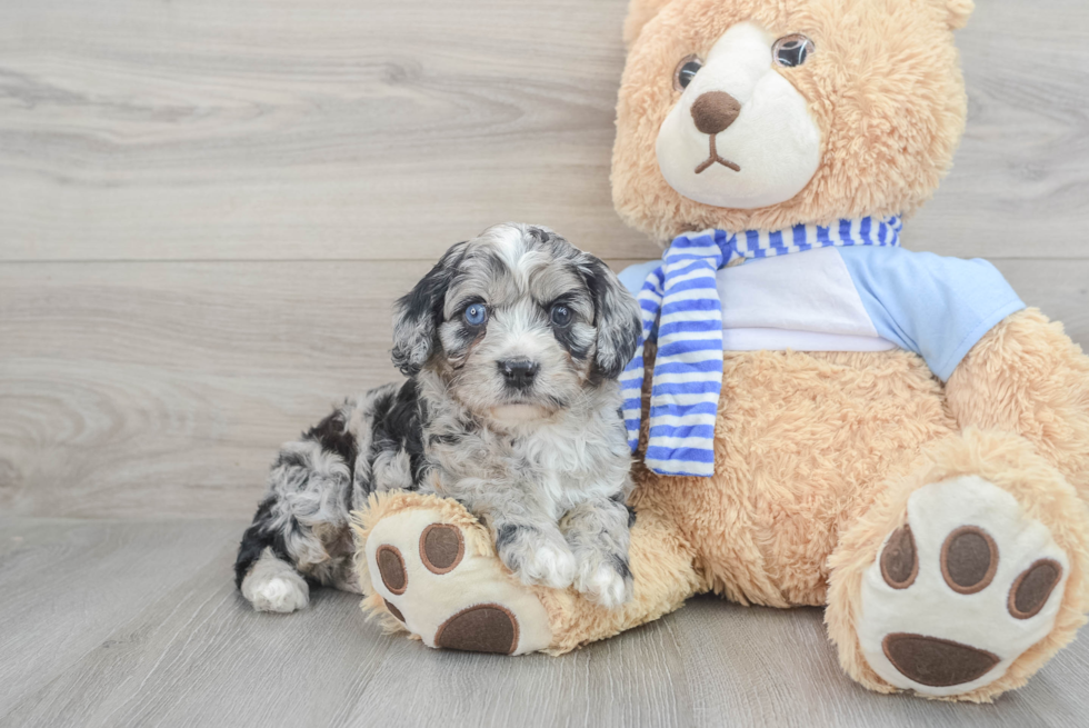 Happy Cavapoo Baby