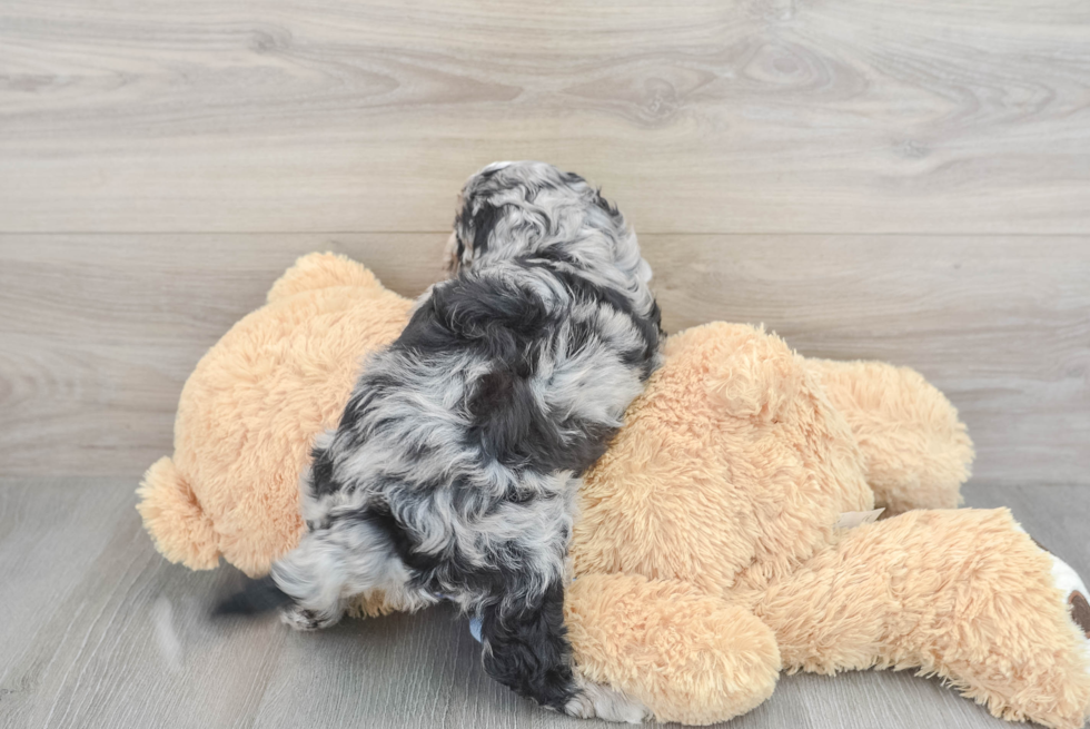 Fluffy Cavapoo Poodle Mix Pup