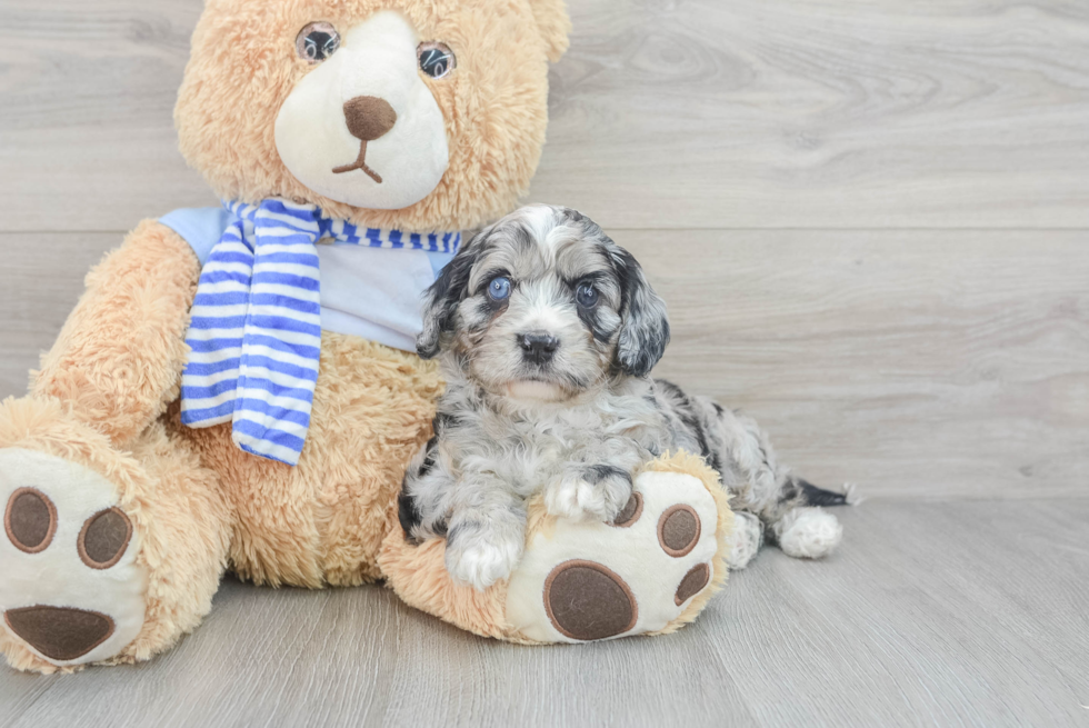 Cavapoo Puppy for Adoption