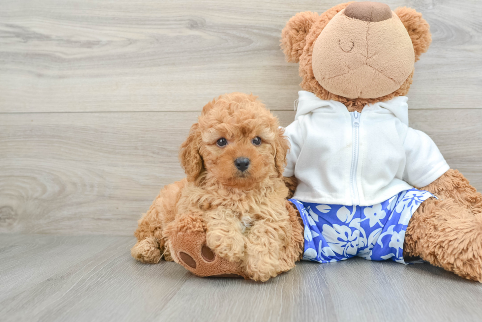 Sweet Cavapoo Baby