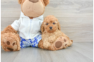 Best Cavapoo Baby