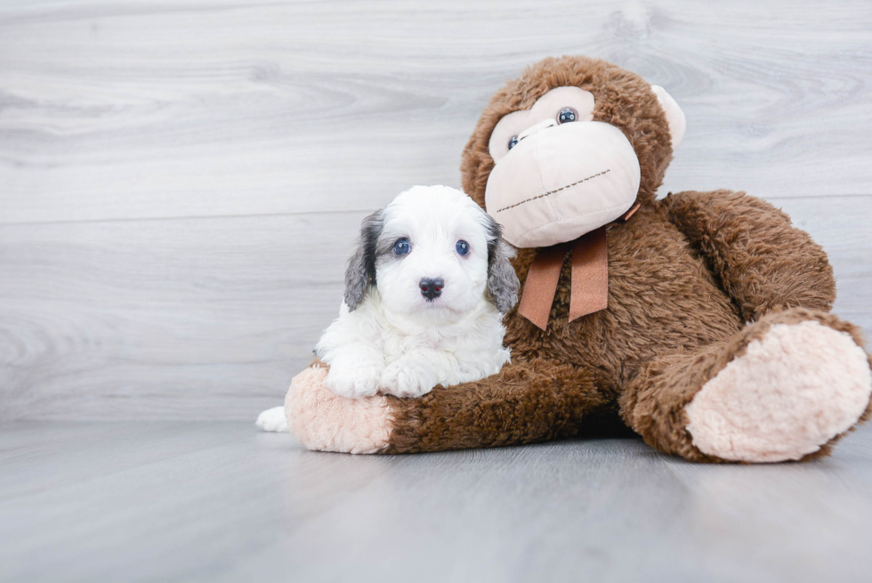 Petite Cavapoo Poodle Mix Pup