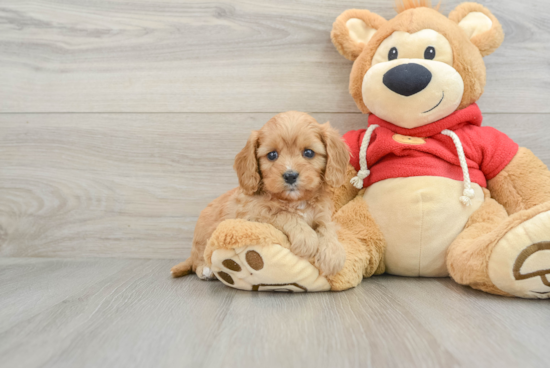 Sweet Cavapoo Baby