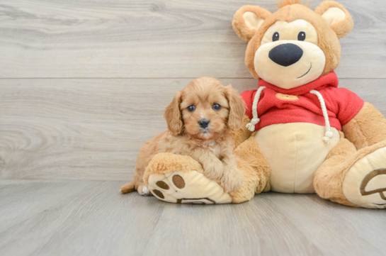 Sweet Cavapoo Baby