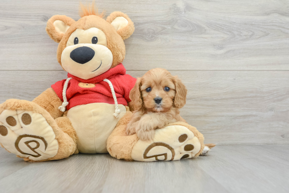 Playful Cavapoodle Poodle Mix Puppy