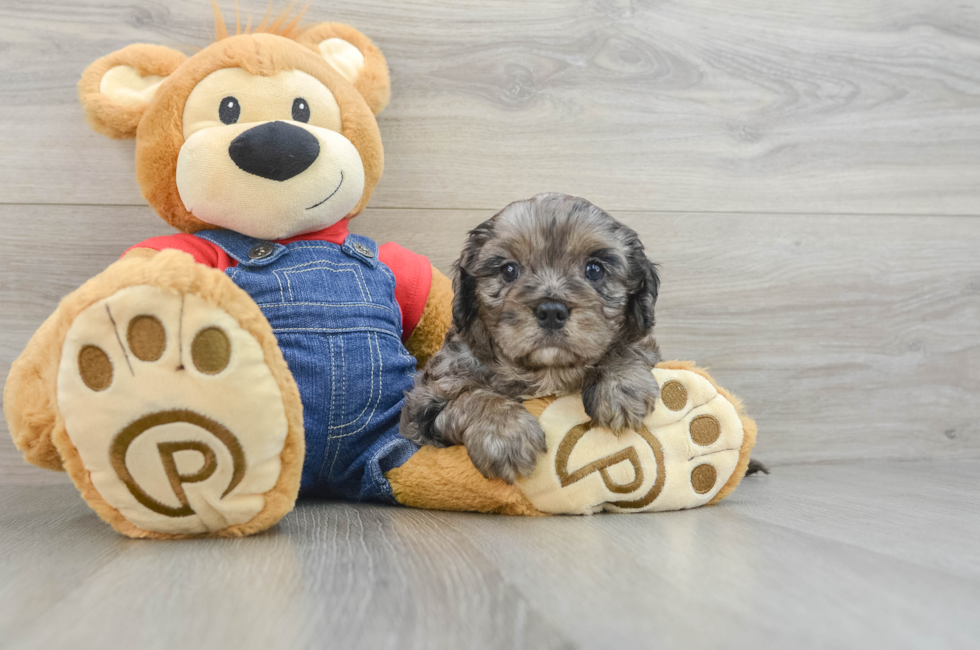 6 week old Cavapoo Puppy For Sale - Premier Pups