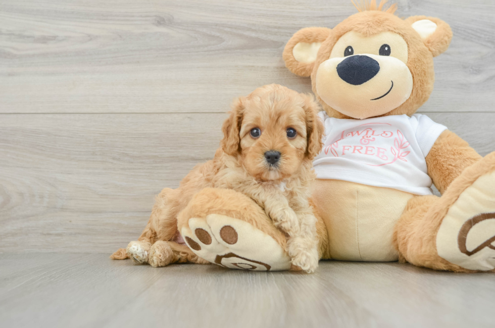 6 week old Cavapoo Puppy For Sale - Premier Pups