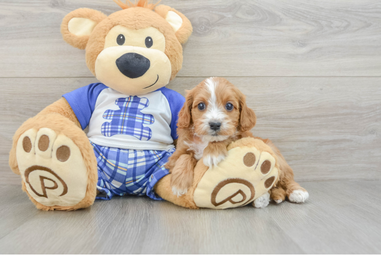 Cavapoo Pup Being Cute