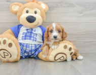 8 week old Cavapoo Puppy For Sale - Premier Pups