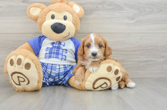 Cavapoo Pup Being Cute